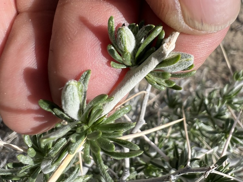 Tetradymia axillaris var. longispina photo 3