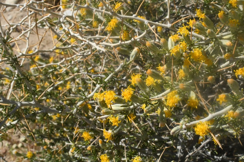 Tetradymia axillaris var. longispina photo 5