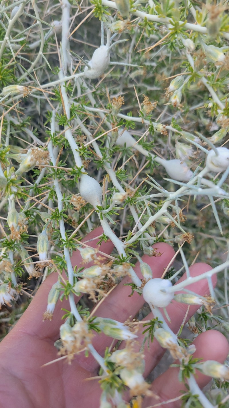 Tetradymia axillaris var. longispina photo 6