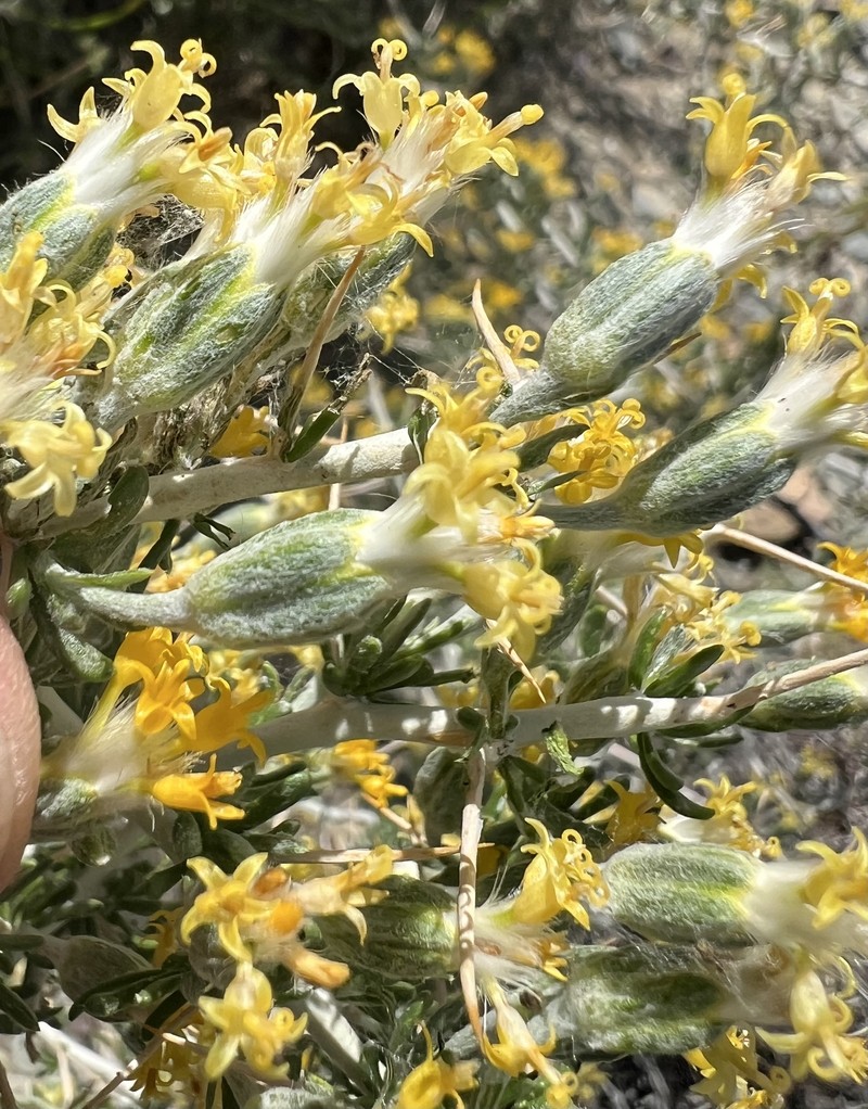 Tetradymia axillaris var. longispina photo 7