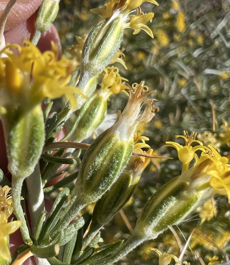 Tetradymia axillaris var. longispina photo 8