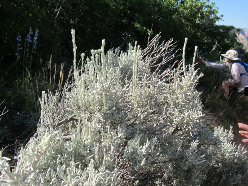 Spineless Horsebrush photo 6
