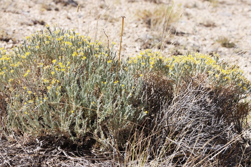 Tetradymia canescens var. canescens