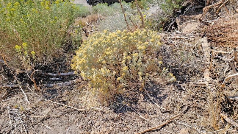 Tetradymia canescens var. canescens photo 2