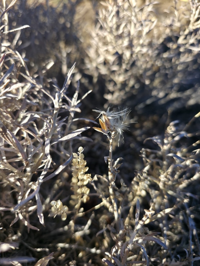 Tetradymia canescens var. canescens photo 3