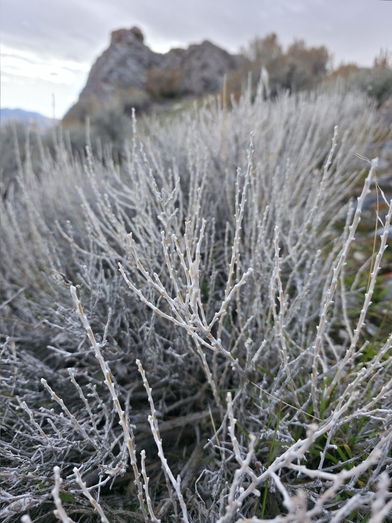 Tetradymia canescens var. canescens photo 4