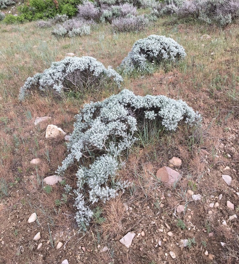 Tetradymia canescens var. canescens photo 5