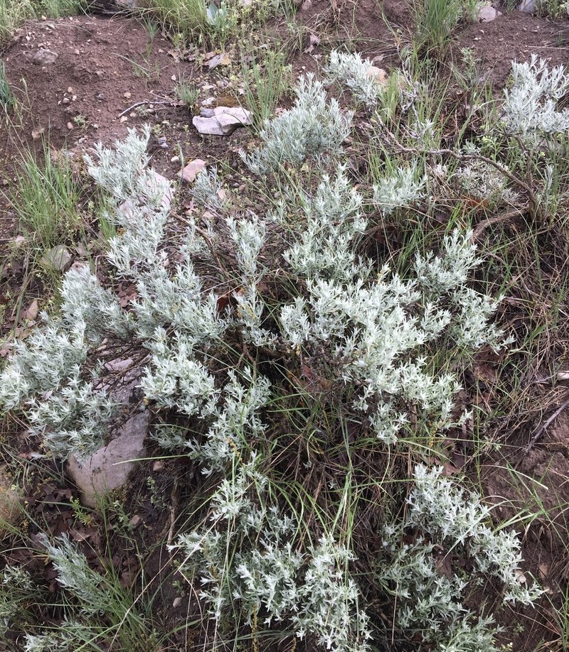 Tetradymia canescens var. canescens photo 6