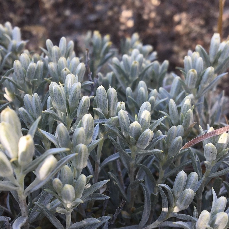 Tetradymia canescens var. canescens photo 7