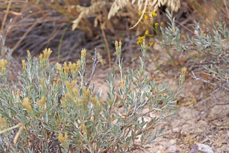 Tetradymia canescens var. canescens photo 8