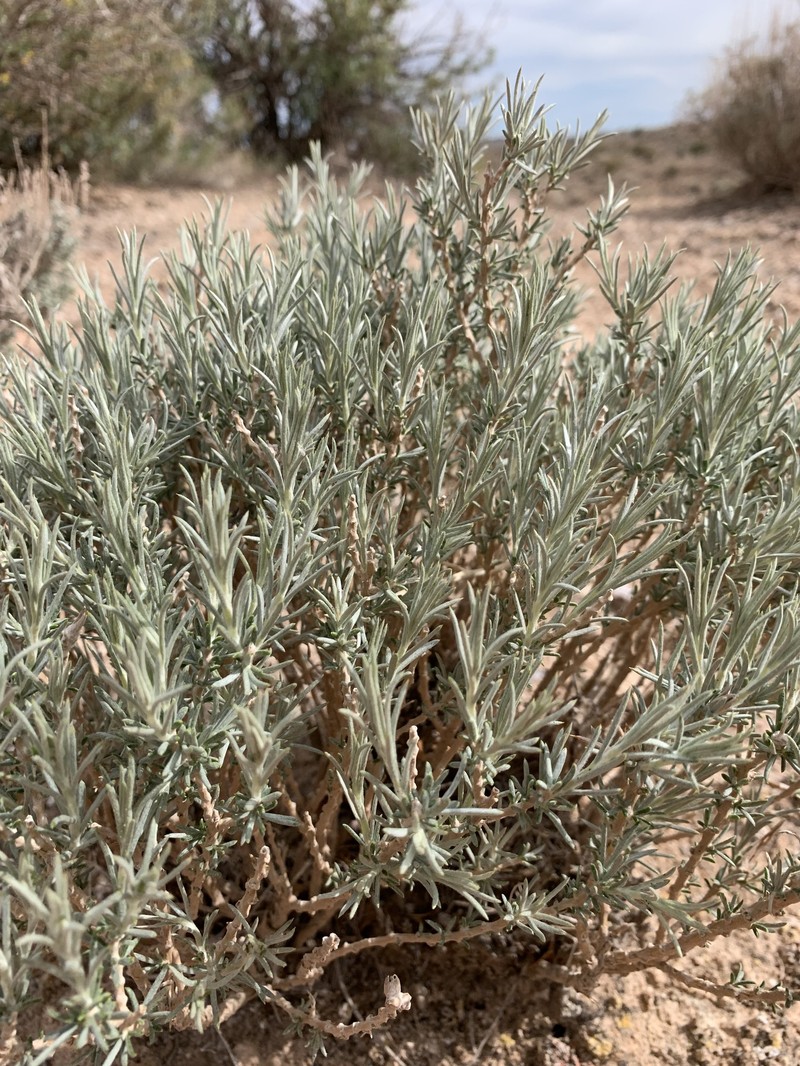 Tetradymia canescens var. thorneae photo 2