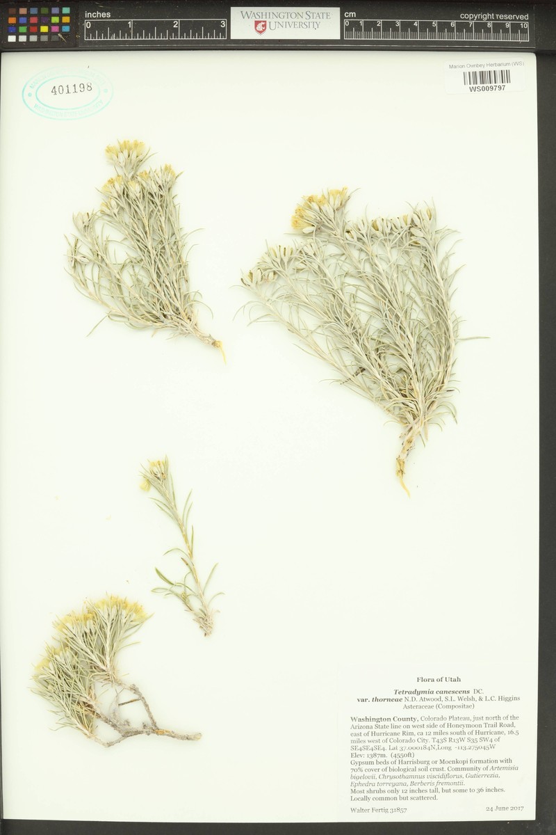Tetradymia canescens var. thorneae photo 4
