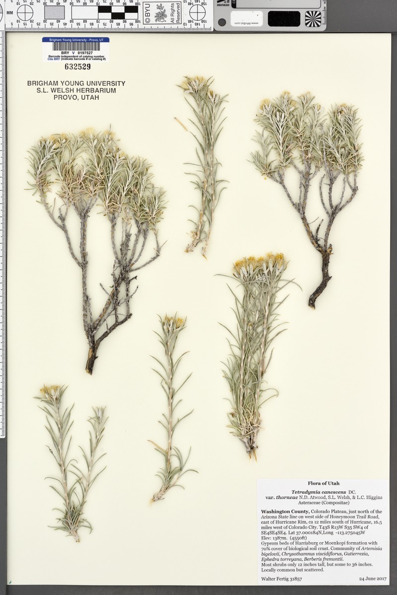 Tetradymia canescens var. thorneae photo 5