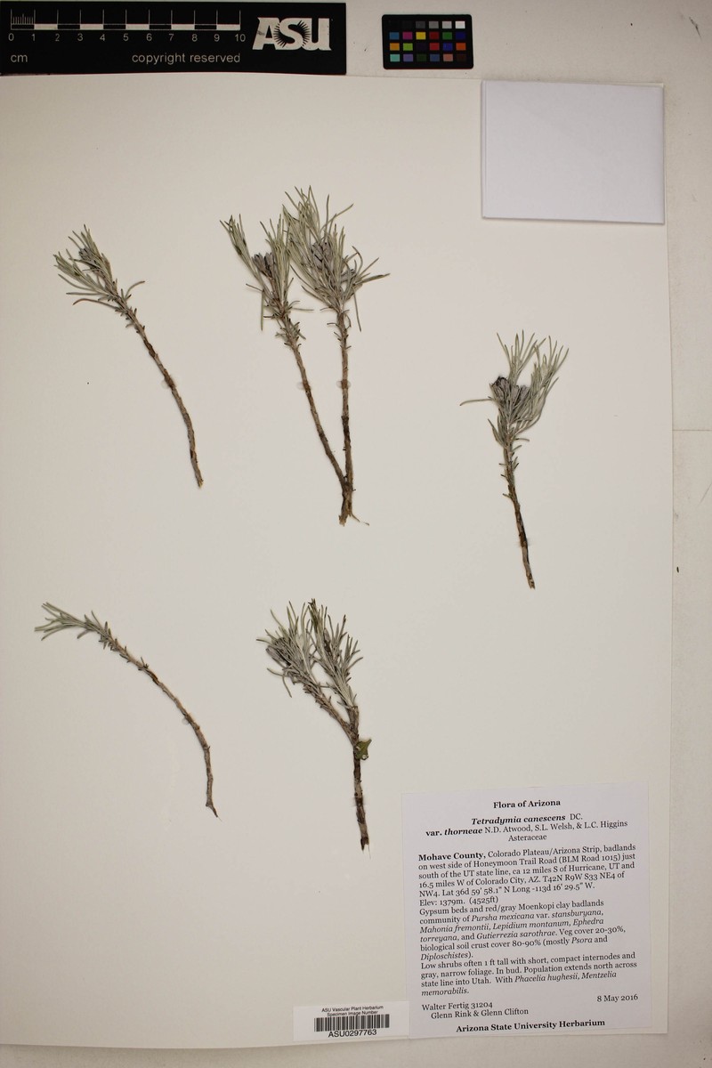 Tetradymia canescens var. thorneae photo 6