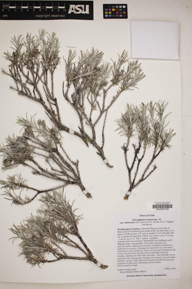 Tetradymia canescens var. thorneae photo 7