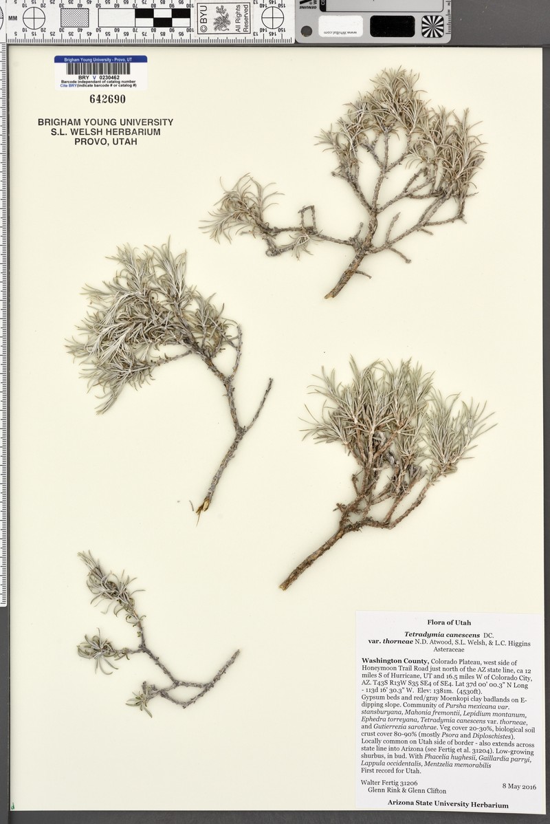 Tetradymia canescens var. thorneae photo 8