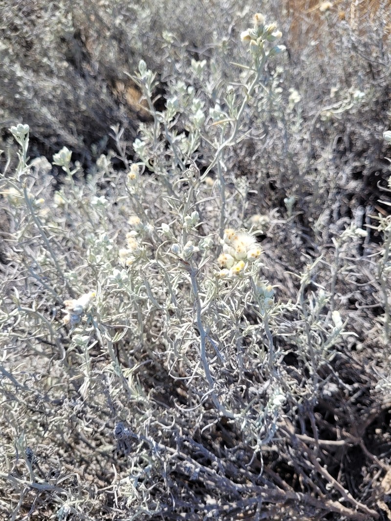 Hairy Horsebrush photo 5