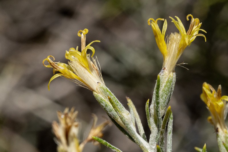 Threadleaf Horsebrush photo 2