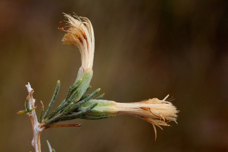 Threadleaf Horsebrush photo 3