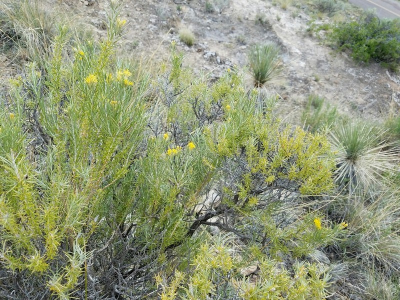 Threadleaf Horsebrush photo 4