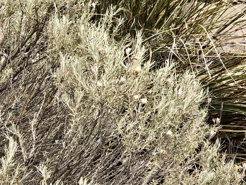 Threadleaf Horsebrush photo 5