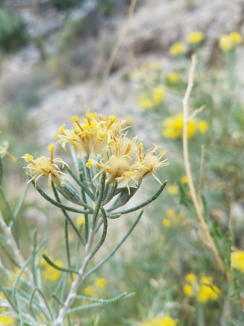 Threadleaf Horsebrush photo 6