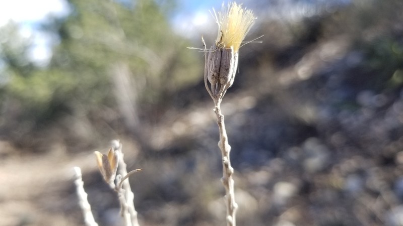 Threadleaf Horsebrush photo 8