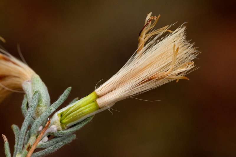 Threadleaf Horsebrush