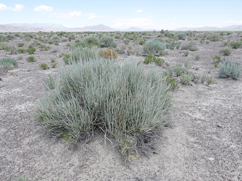 Littleleaf Horsebrush photo 3