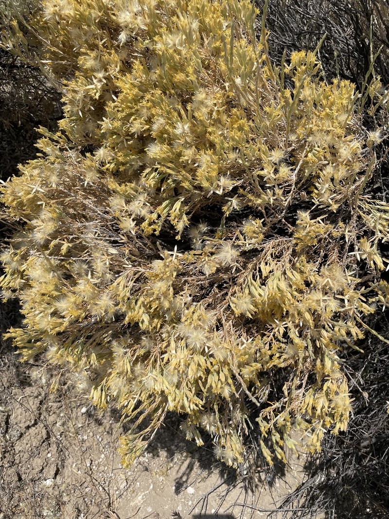 Littleleaf Horsebrush photo 4