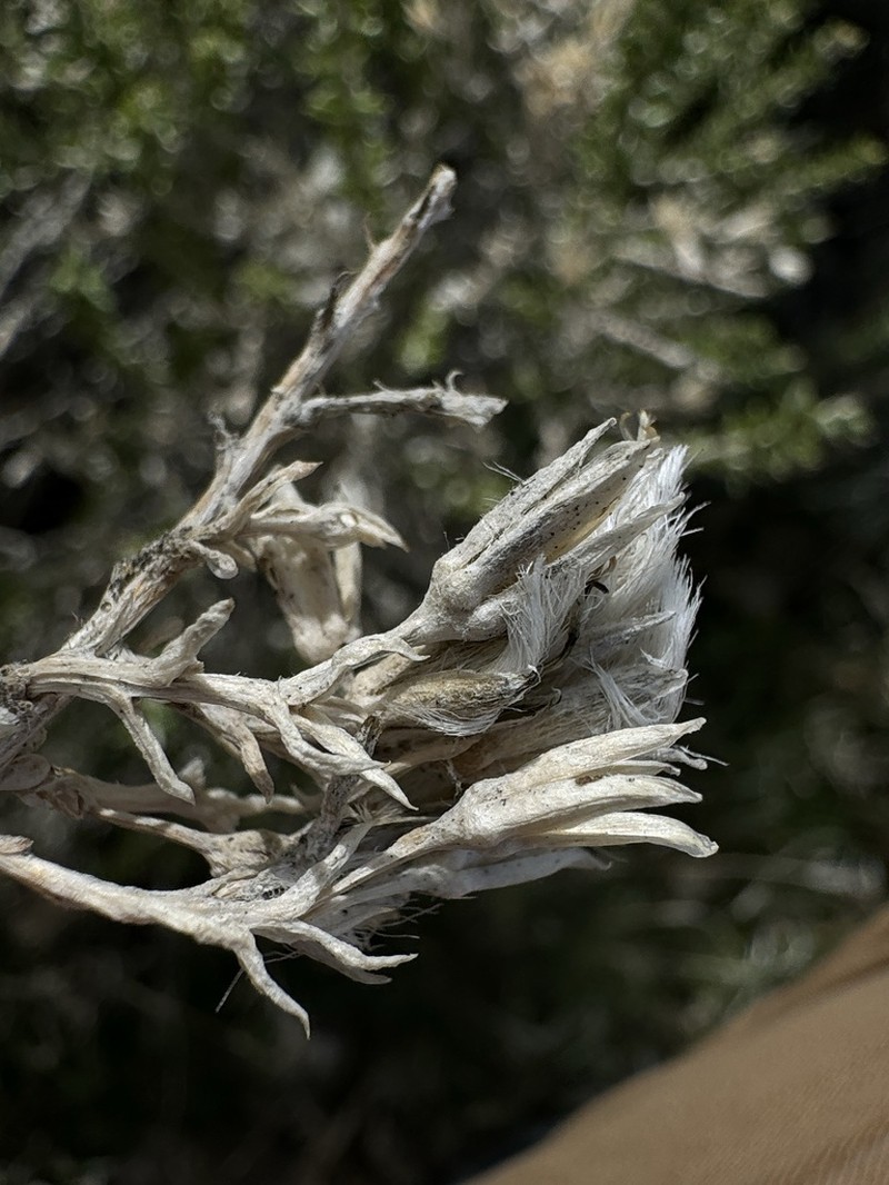 Littleleaf Horsebrush photo 5