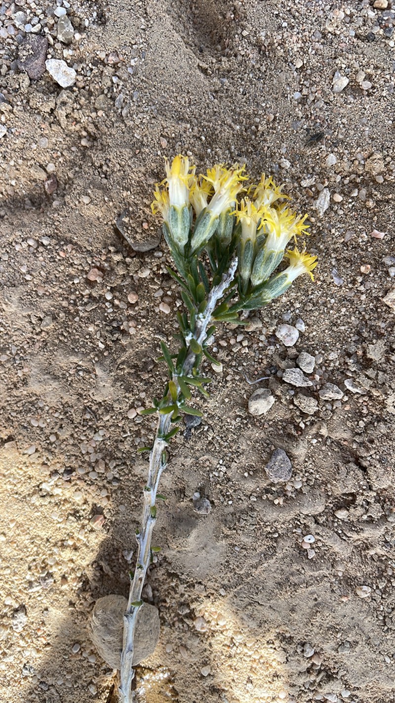 Littleleaf Horsebrush photo 6