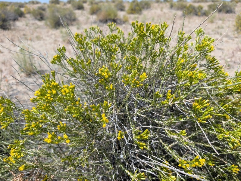 Littleleaf Horsebrush photo 7