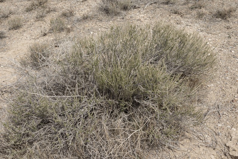 Nuttall's Horsebrush photo 5