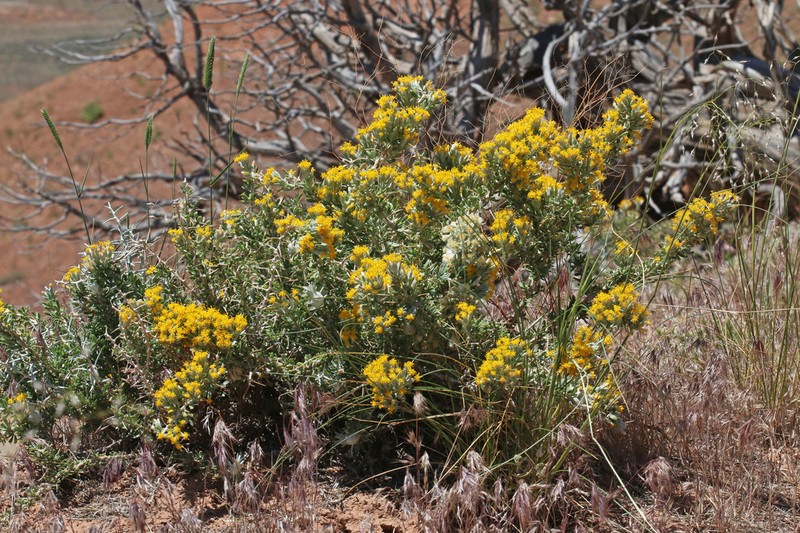 Nuttall's Horsebrush photo 6