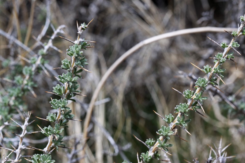 Nuttall's Horsebrush