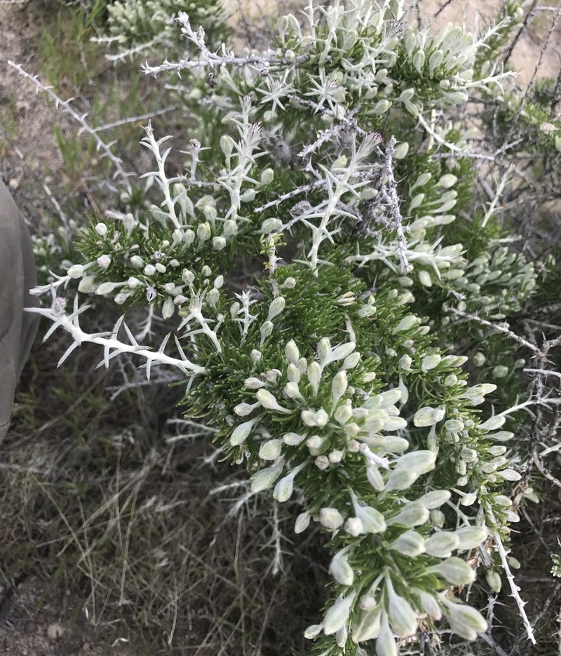 Shortspine Horsebrush photo 3