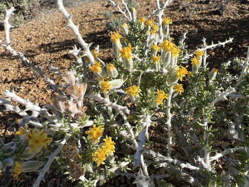 Shortspine Horsebrush photo 4