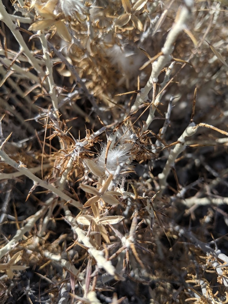 Shortspine Horsebrush photo 5