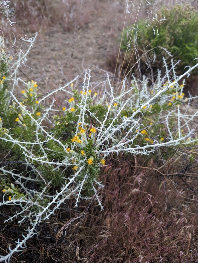 Shortspine Horsebrush photo 6