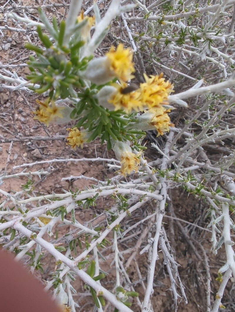Shortspine Horsebrush photo 7