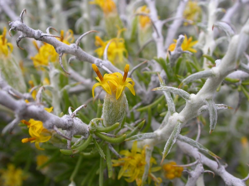 Shortspine Horsebrush