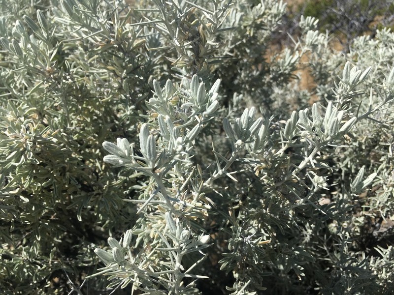 Mojave Cottonthorn photo 2