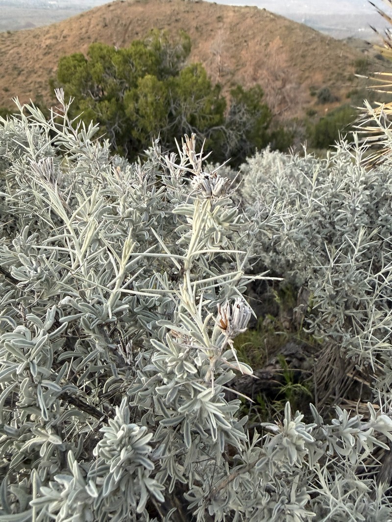 Mojave Cottonthorn photo 3