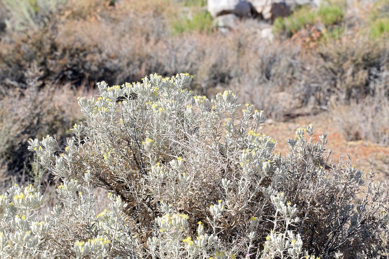 Mojave Cottonthorn photo 4