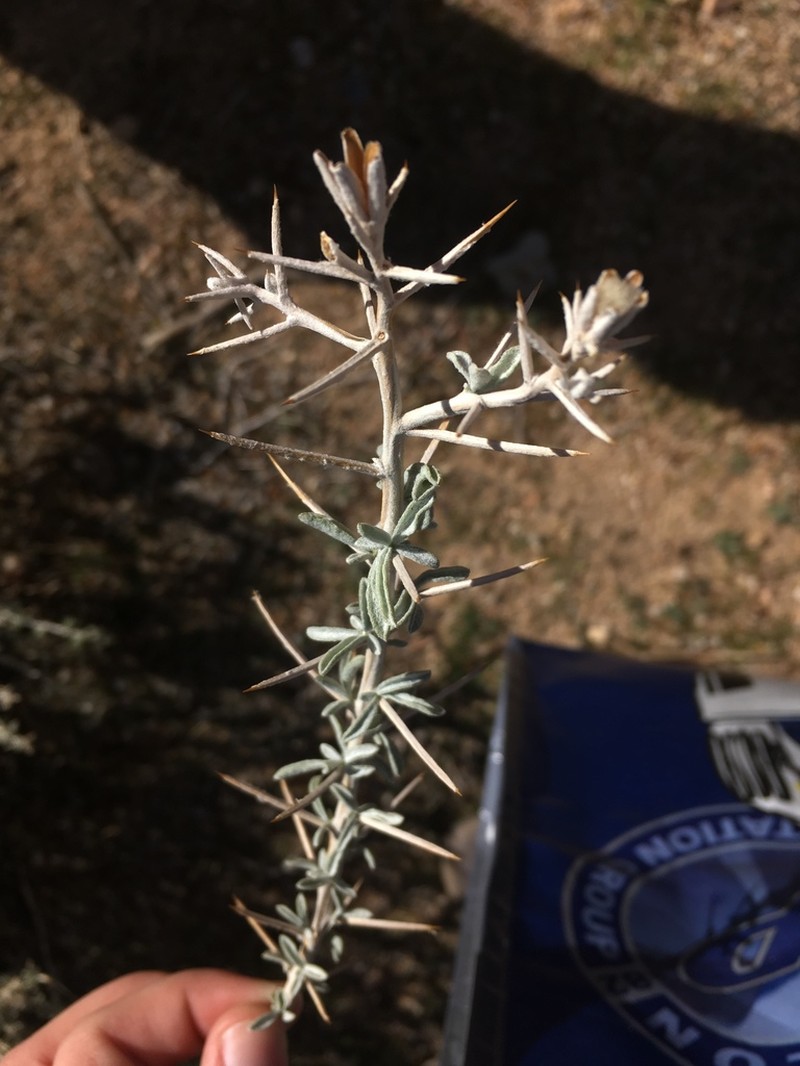 Mojave Cottonthorn photo 5