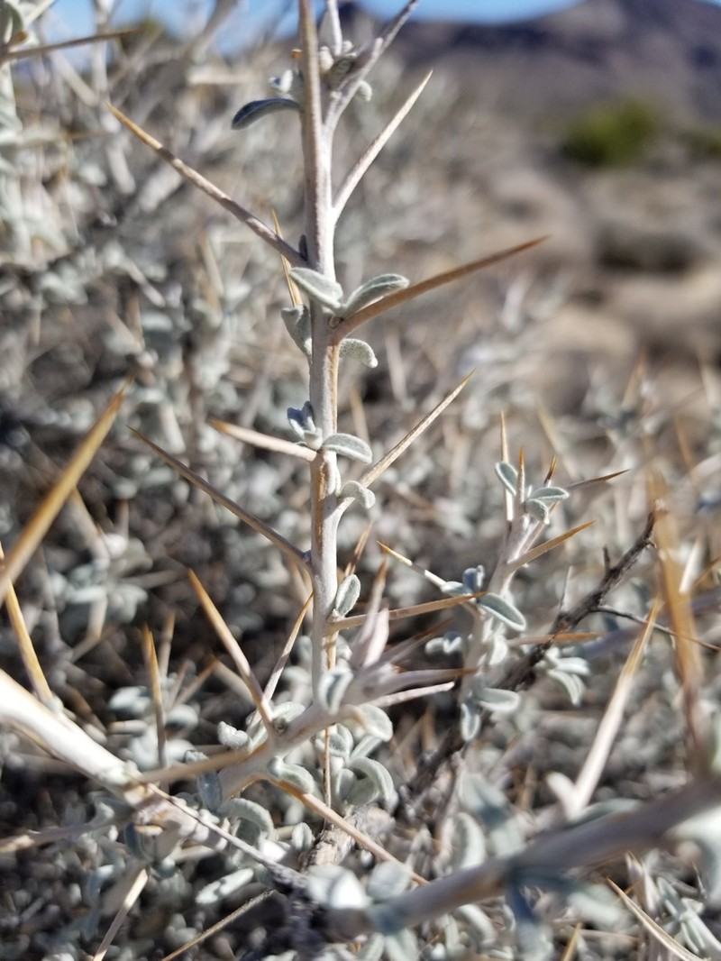 Mojave Cottonthorn photo 6