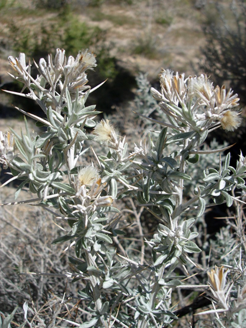 Mojave Cottonthorn