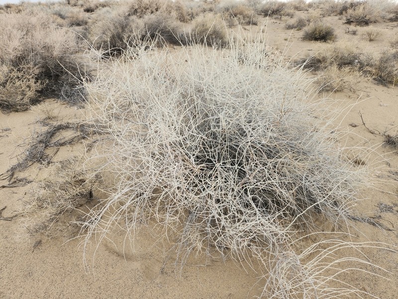 Fourpart Horsebrush photo 3
