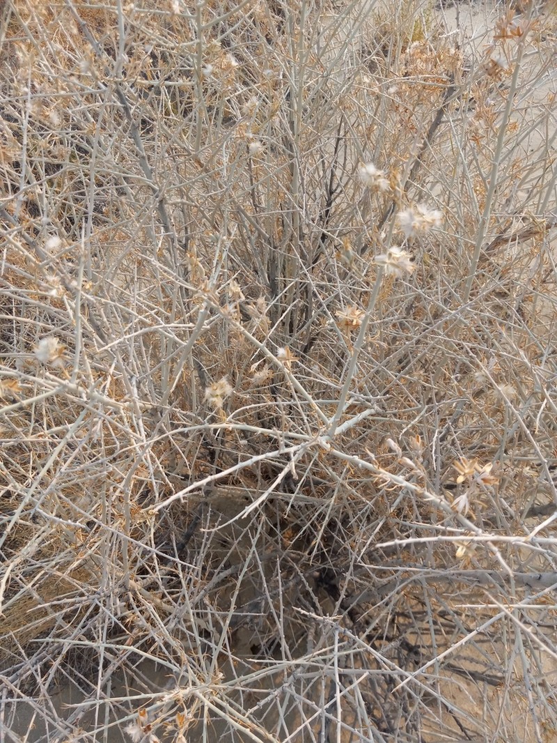 Fourpart Horsebrush photo 5